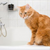 How to Bathe Your Cat