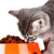 Cat Food: Then and Now