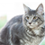 Cat Breeds for Dog Lovers