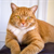 Top 5 Ways to Improve Life for Your Senior Cat