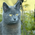 Can Cats Find Their Way Home?