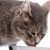 Healthy Nutrition for Your Senior Cat