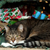 Is Water From a Christmas Tree Stand Harmful to Cats?