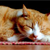 Cat Cancer Study Sheds Light on Human Cancer