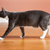 How to Teach Your Cat the ‘Come’ Command