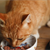 When to Feed Cats a High-calorie Diet