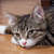 Do Cats Cry Tears When They Are Sad?
