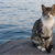 Do Cats Hate Water?