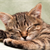 Cat Sleep Routines