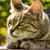 How You and Your Cat Can Go Green