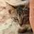 Why Your Cat Acts Stressed and Anxious