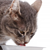 The Top Benefits of Senior Cat Food