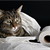 What Your Cat’s Anxiety Means