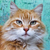 Why Cats Have Whiskers