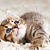 Find Your Perfect Kitten