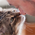 How Your Cat Says “I Love You”
