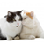 Host a Cat Playdate