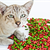 Cat Food Ingredients for Good Health