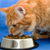Benefits of DHA for Your Growing Kitten