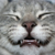 Protect Your Cat’s Teeth From Disease