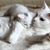 Pregnant Cat Care