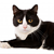 The Lowdown on Low pH in Cat Food