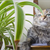 Protect Your Cat From Houseplants