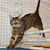 Cat Athletes With Summer Olympics Talents