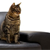 How to Stop and Prevent Cat Scratching