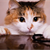 Cat Marking Explained