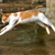 How Do Cats Jump?