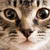 Facial Profiling of Cats