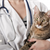 How to Manage Your Cats Health Care