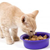 How to Select the Best Food for Your Kitten
