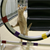 How to Train Your Athletic Cat