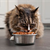 The Top Benefits of Senior Cat Food