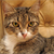 Misbehaving Cats Need Schooling
