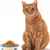 Global Cat Food Market Trends
