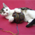 6 Ways to Keep Your Cat Healthy in 2012