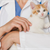 How to Prevent 5 Common Cat Illnesses