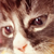 Are Cats Loners