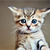 Cures For Kitty Crimes