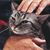 How Cats Interact With Us