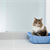 Cat Litter Box Problems Eliminated