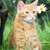 Homeopathic Remedies for Cats ... and are They Healthy?
