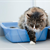 Having litter box issues? Here’s how to fix them.