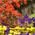 How to Grow a Designer Garden for Less