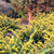 Great Fall Gardens: How to Get the Look