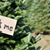 Christmas Trees 101