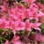 Perennial Buying Guide